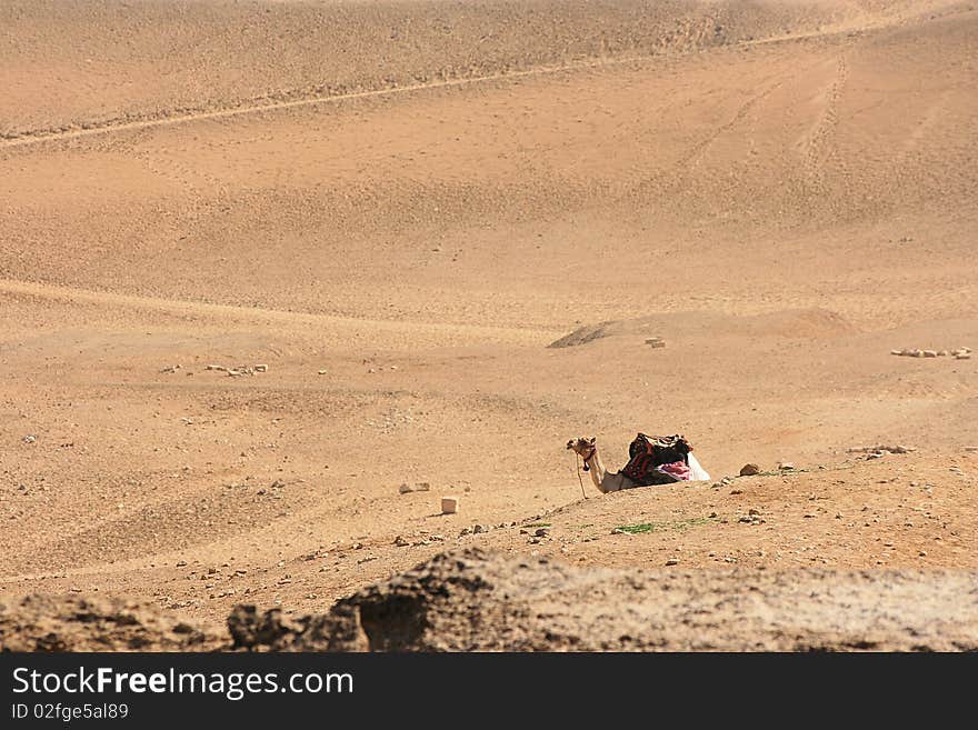 Camel in a desert