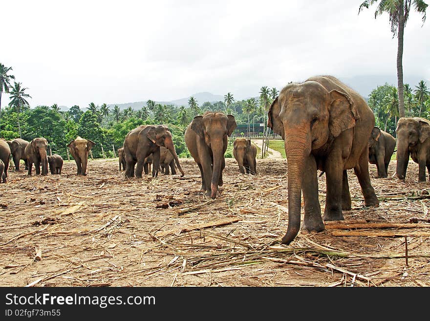 Flock of elephants in the wilderness near Pinnawela