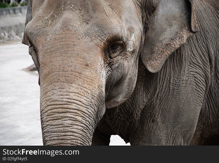 Elephant closeup