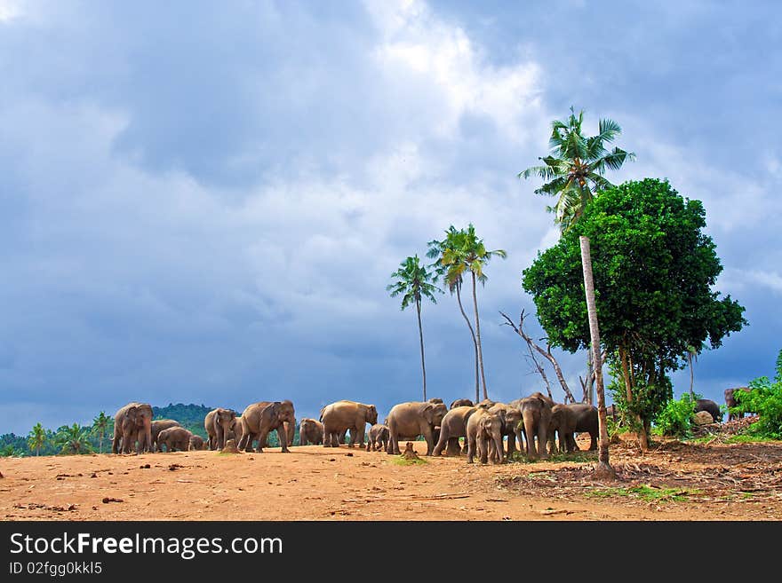 Flock of elephants in the wilderness near Pinnawela