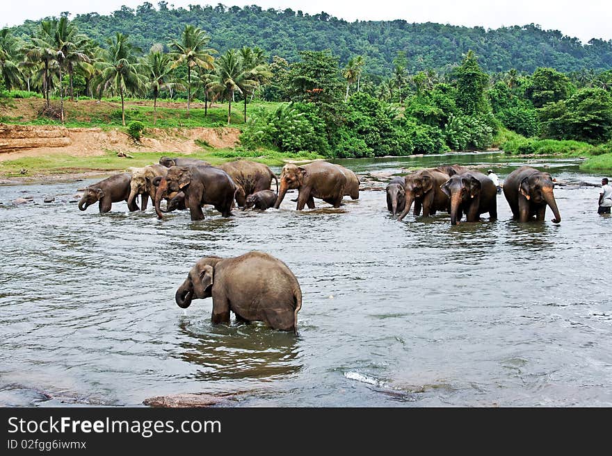 Flock of elephants in the river