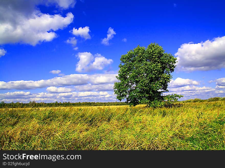 Small oak on green field. Small oak on green field