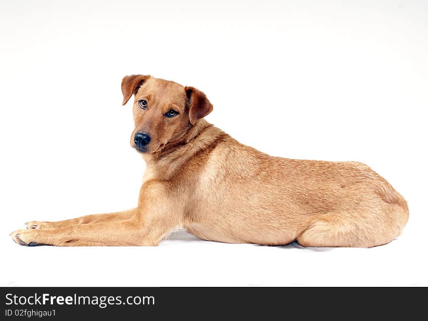 Portrait of cute pinscher dog