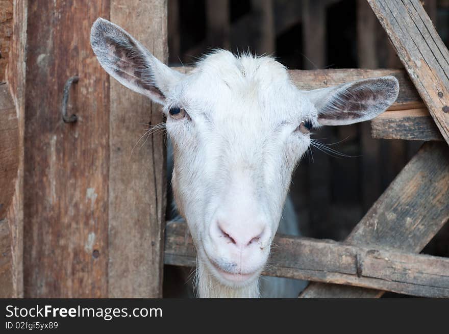 Goats in the barn in the village