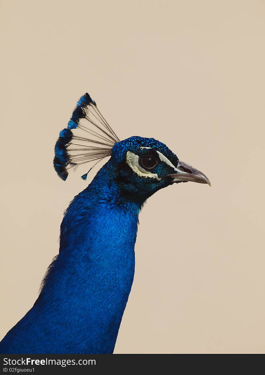 Head male blue indian peafowl. Head male blue indian peafowl