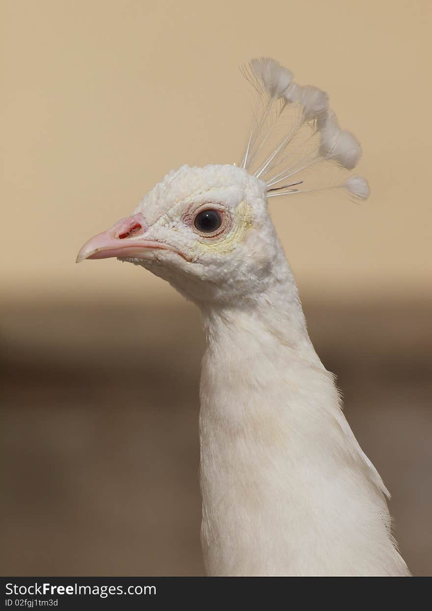 Head albino Indian Peafowl. Head albino Indian Peafowl