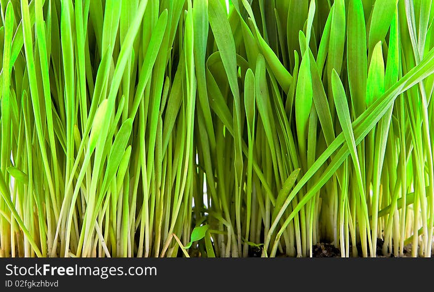 Close - up of grass - rye