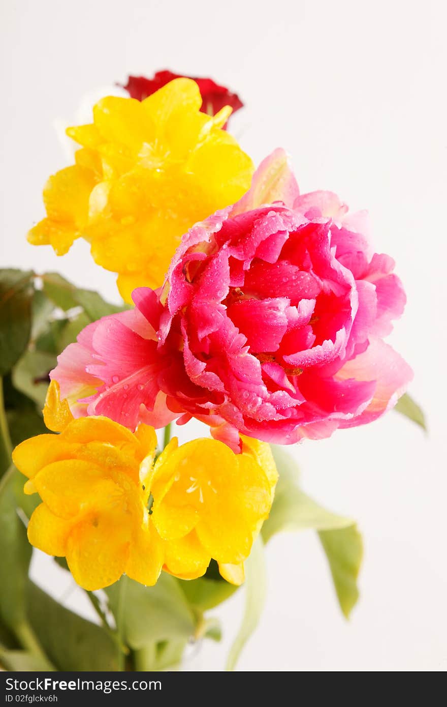 Photograph of Roses with water drops