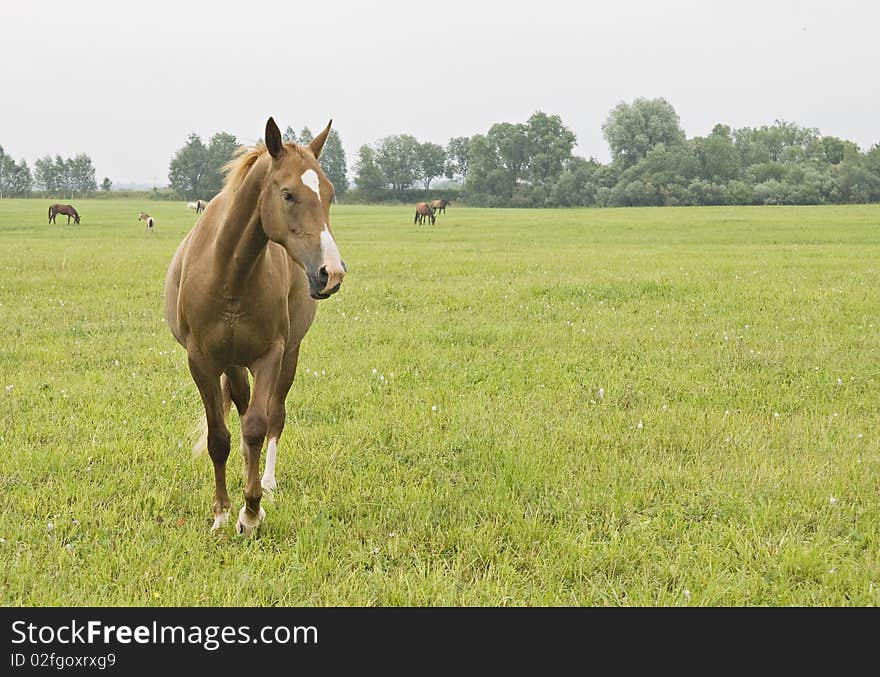 Young horse standing in a grass field. Young horse standing in a grass field