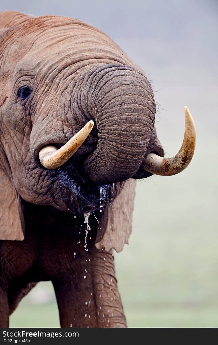 A close up image of an Elephant drinking. A close up image of an Elephant drinking