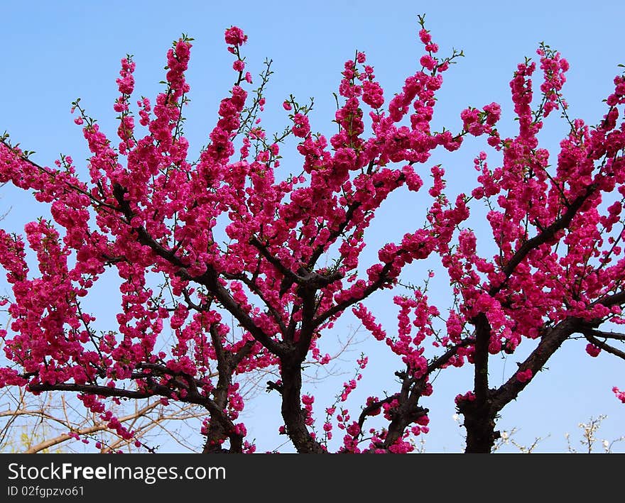 Blooming Bush