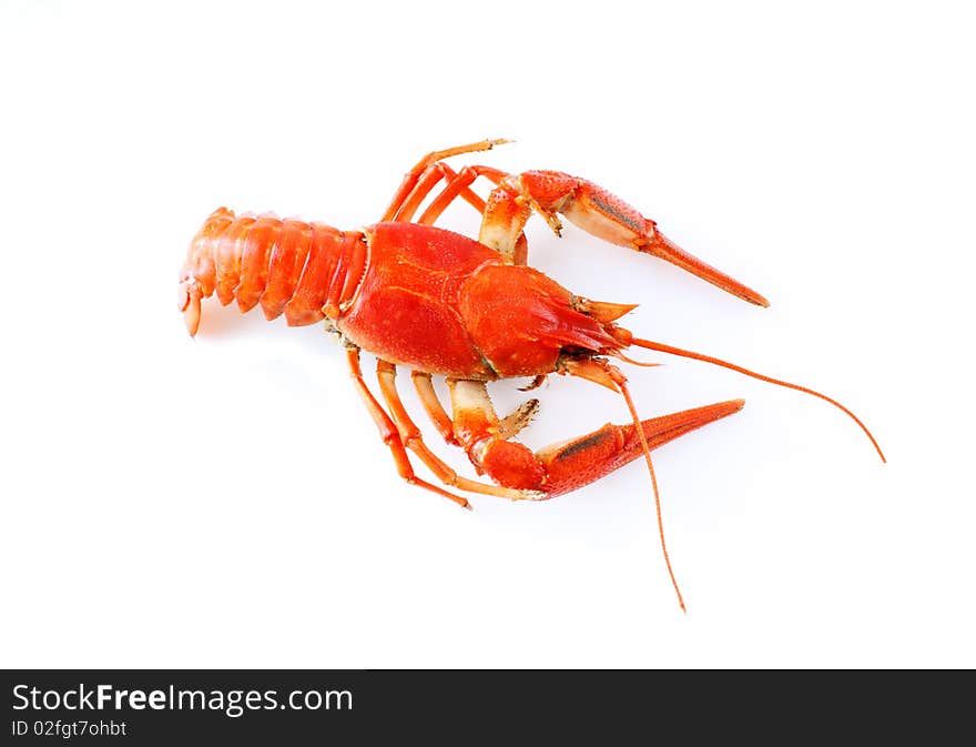 Crayfish on white