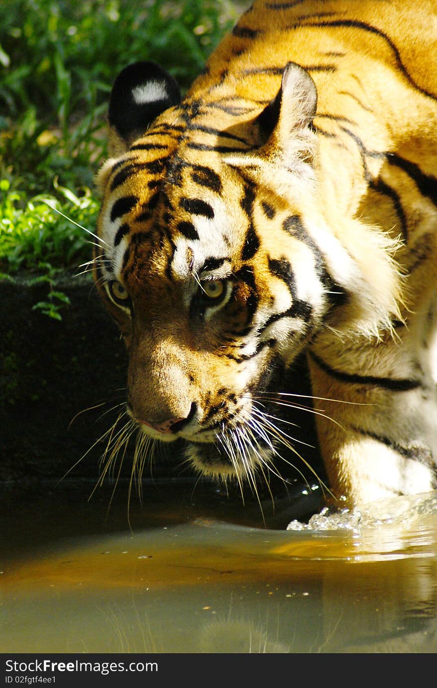 View of a male Sumatra Tiger in National Zoo at Kuala Lumpur