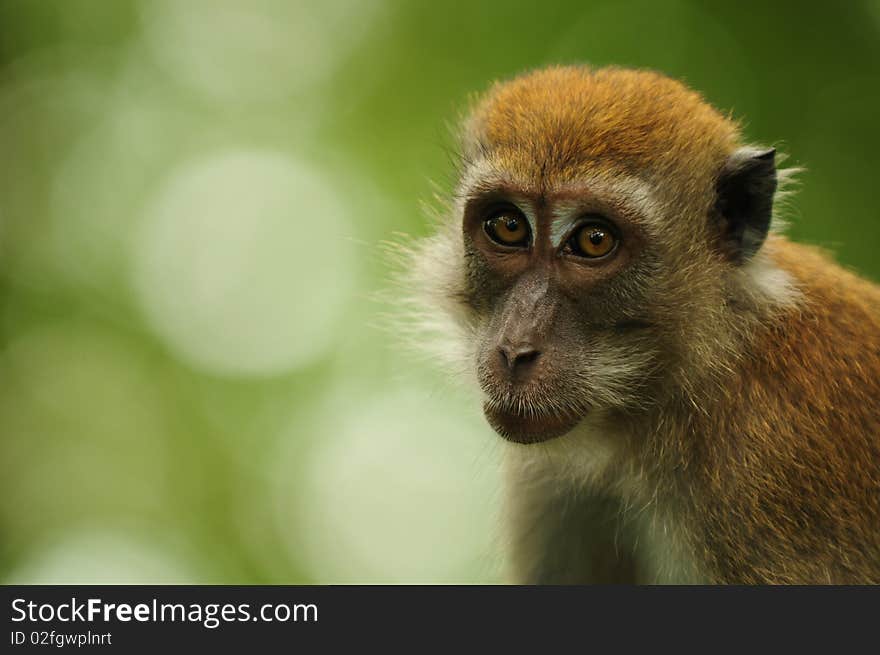 A curious macaque looking in the lens