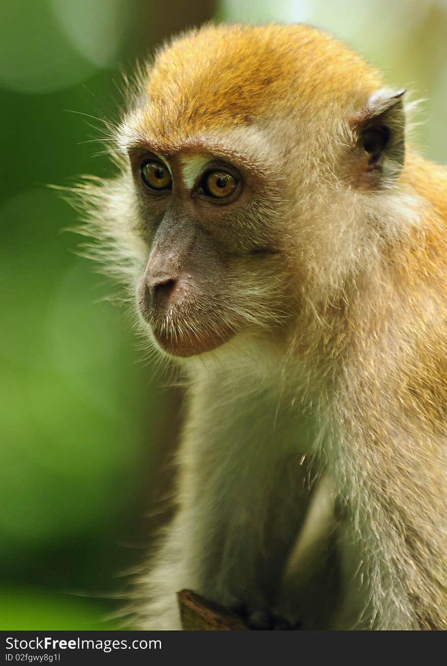 Closeup picture of a macaque monkey