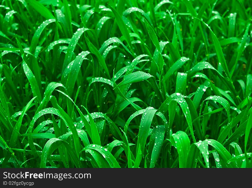 Green wheat after the rain. Green wheat after the rain