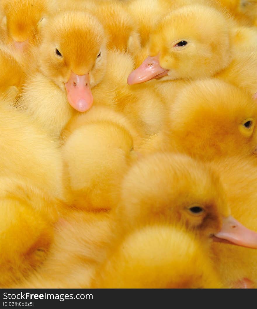 Ducklings