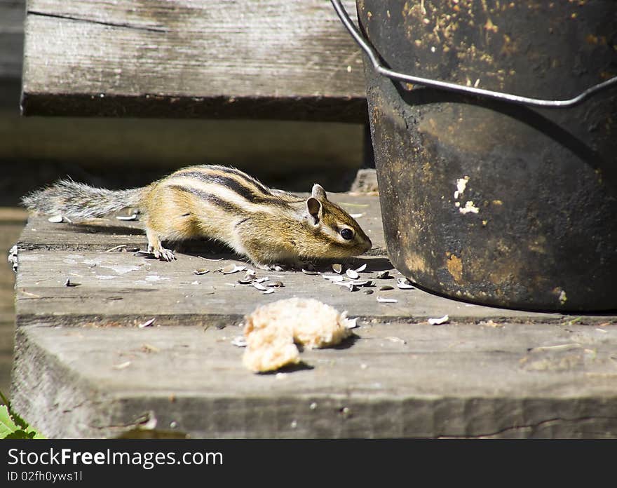 Chipmunk