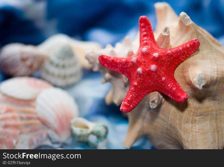 Sea shells and red starfish on a blue background in the studio. Sea shells and red starfish on a blue background in the studio.