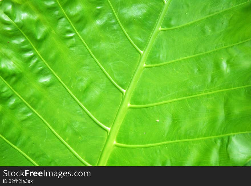 Big green leaf closeup macro organic background texture