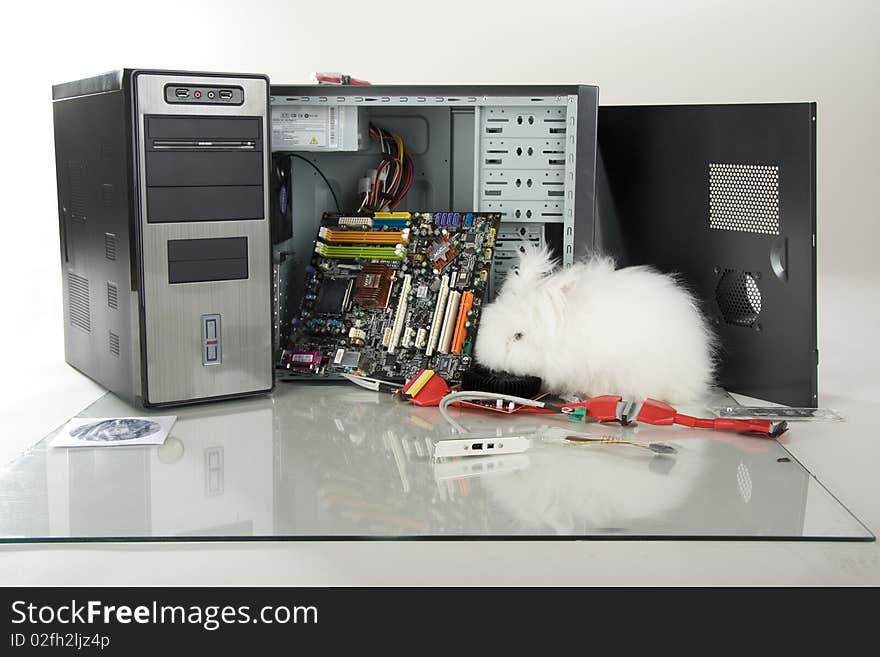 Rabbit near non-assembled computer