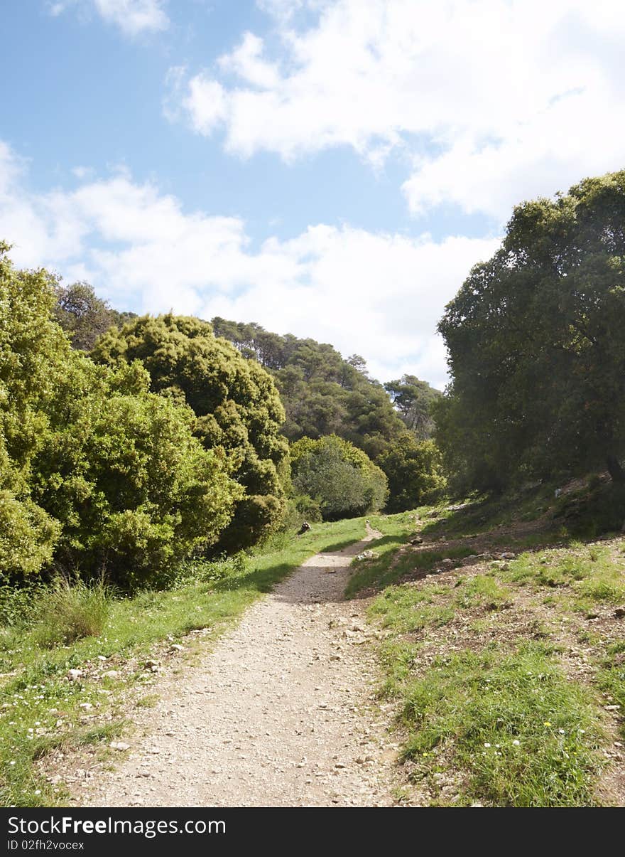 Path in a forest in summer day