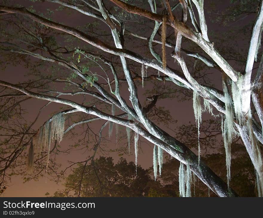 Lighted branches against dark red sky at Hort Park