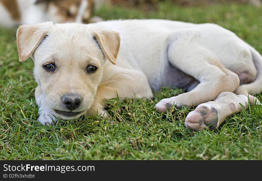 Young puppy staring at the camera whilst lying in the garden. Young puppy staring at the camera whilst lying in the garden