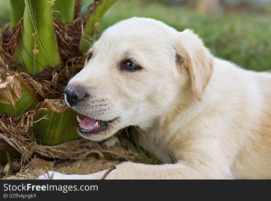 Young puppy playing in the garden chewing a plant. Young puppy playing in the garden chewing a plant