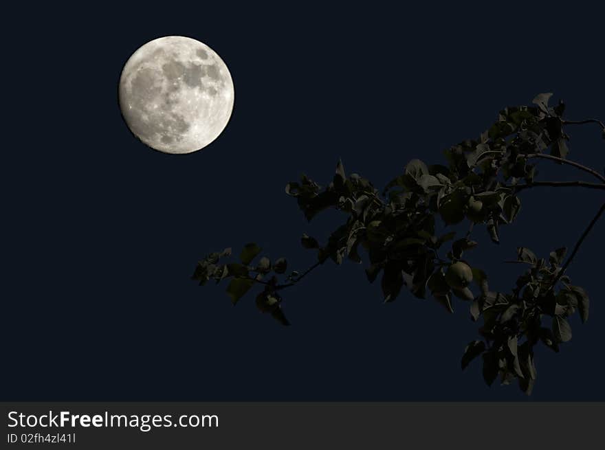 Full Moon on dark blue sky in garden.