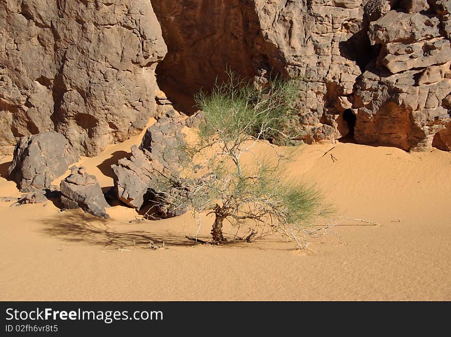 A tree in the desert of Libya, in Africa. A tree in the desert of Libya, in Africa