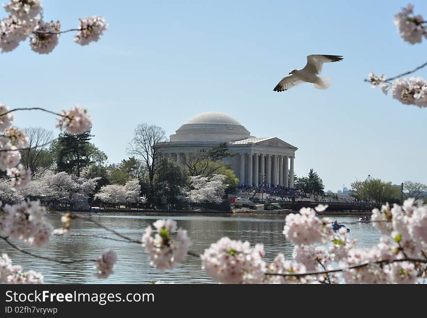 Cherry Blossom