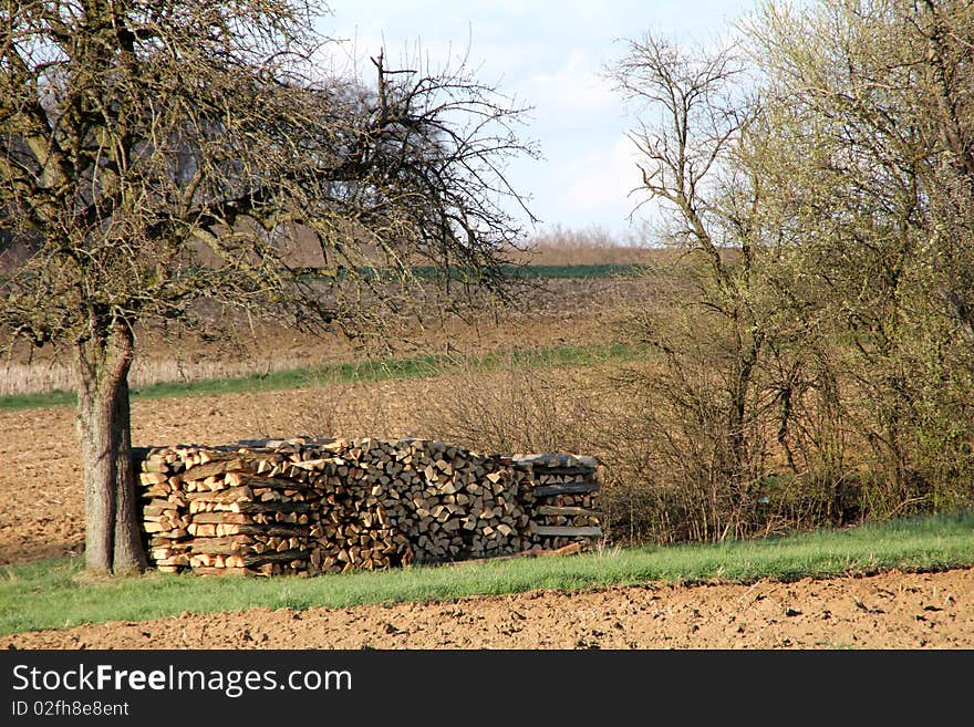 Apple tree with a stack of wood