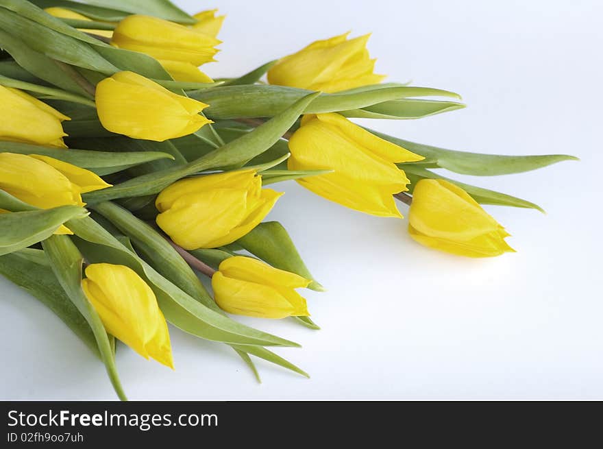 Bouquet of yellow tulips isolated on white background. Bouquet of yellow tulips isolated on white background