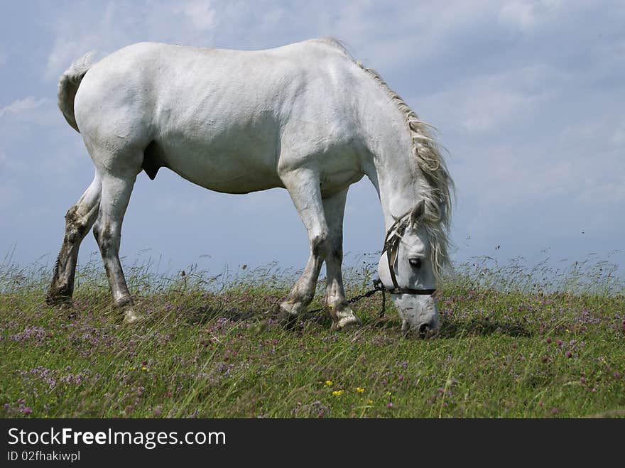 Beautiful white horse against blue sky with white clouds