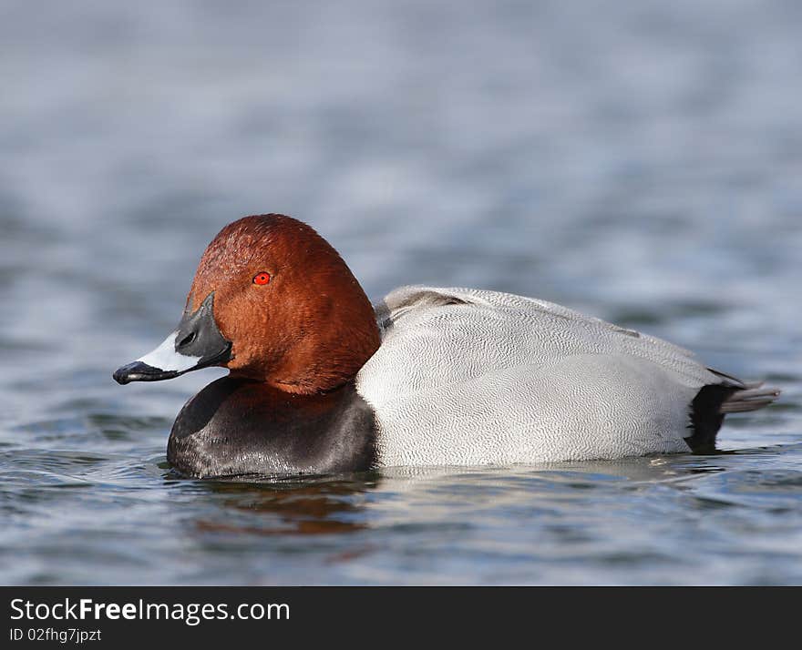 Pochard duck