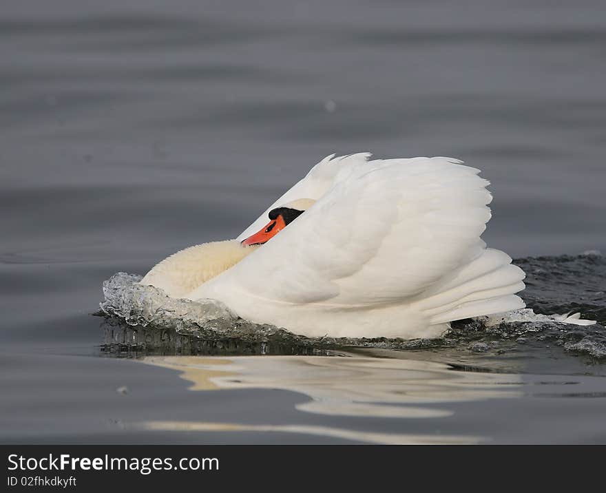 Mute swan