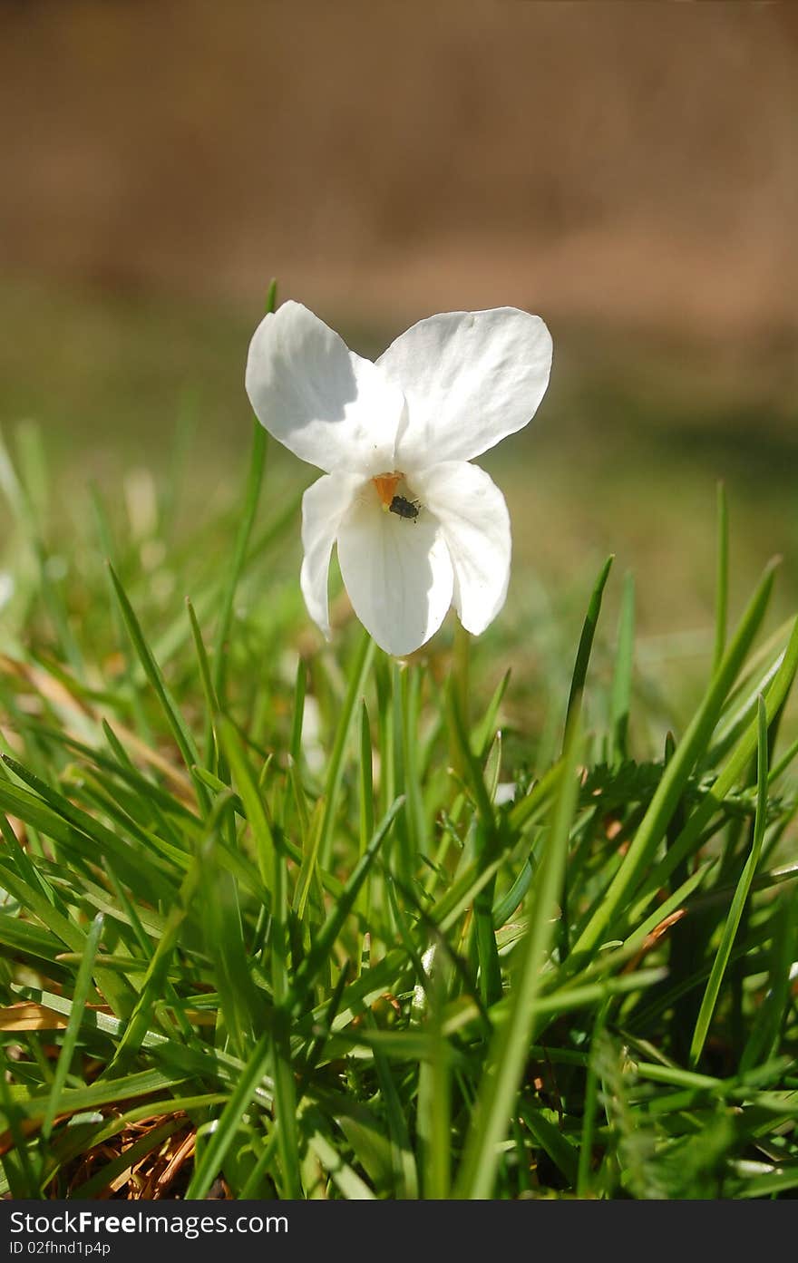 Spring blossom