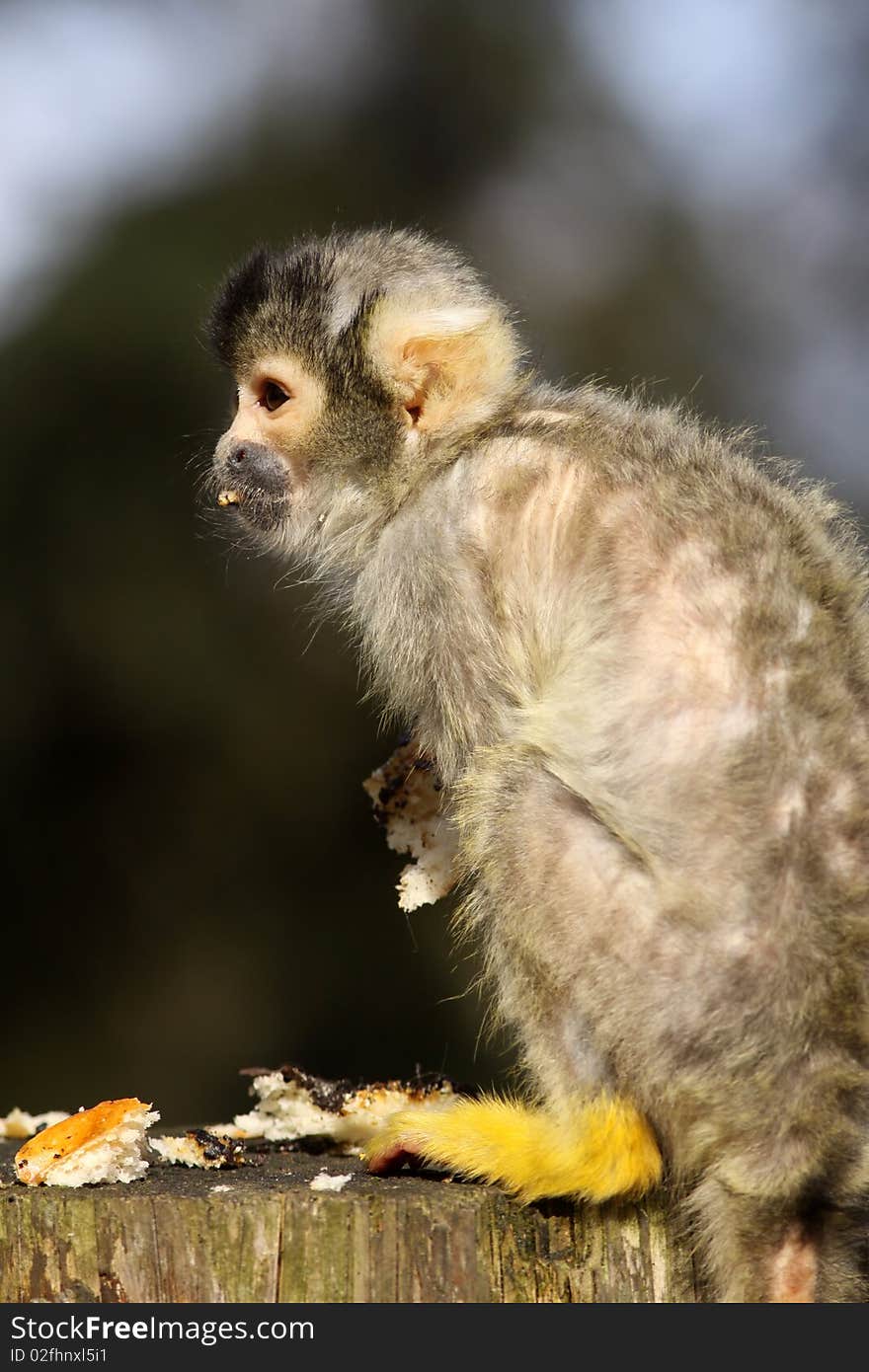 Little baby black capped squirrel monkey