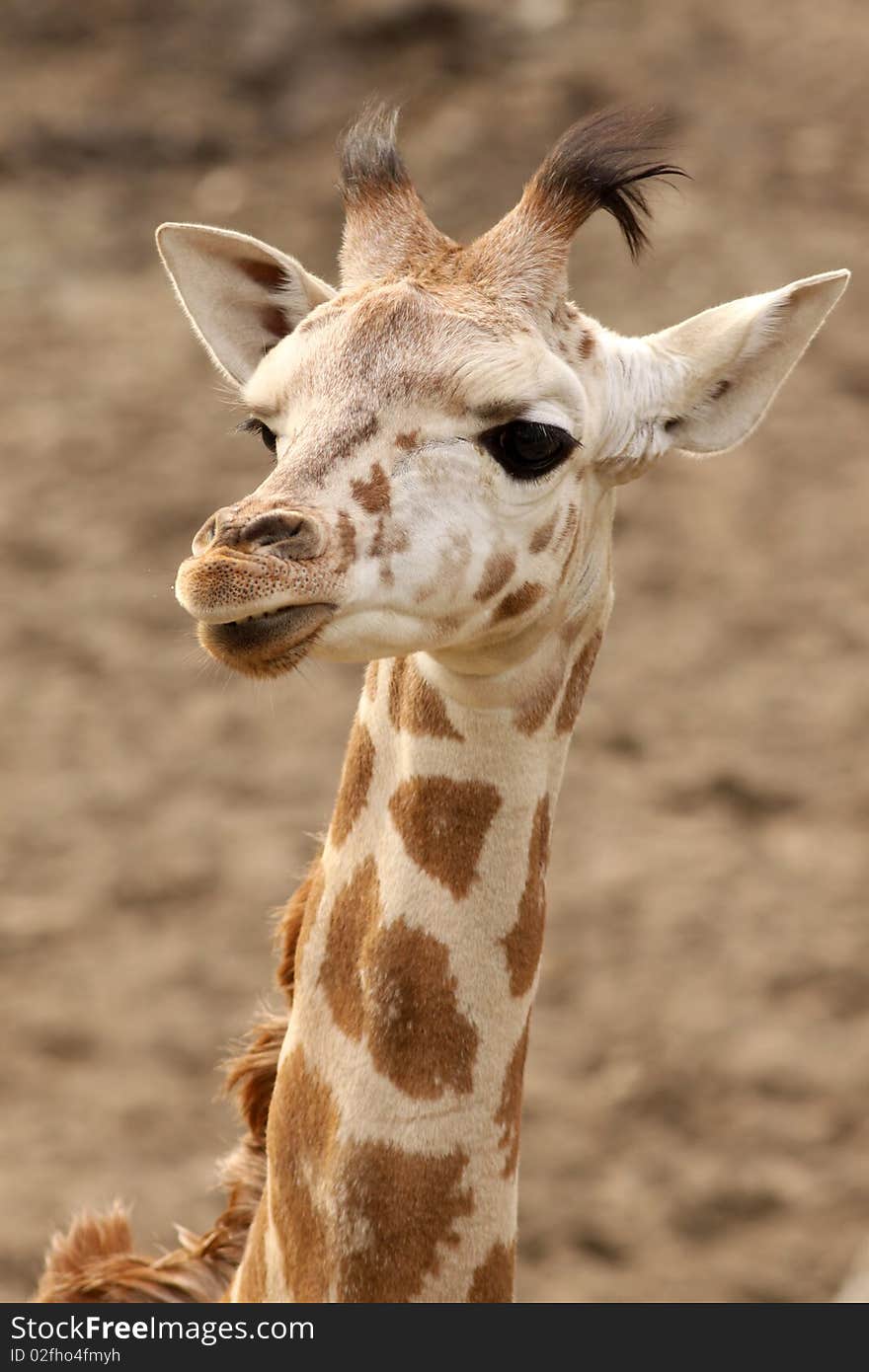 Portrait Of A Young Giraffe