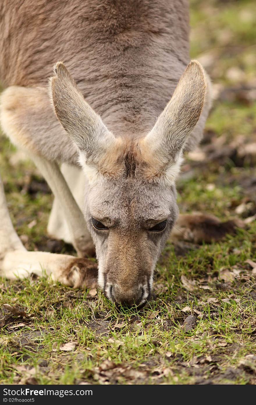 Kangaroo eating grass