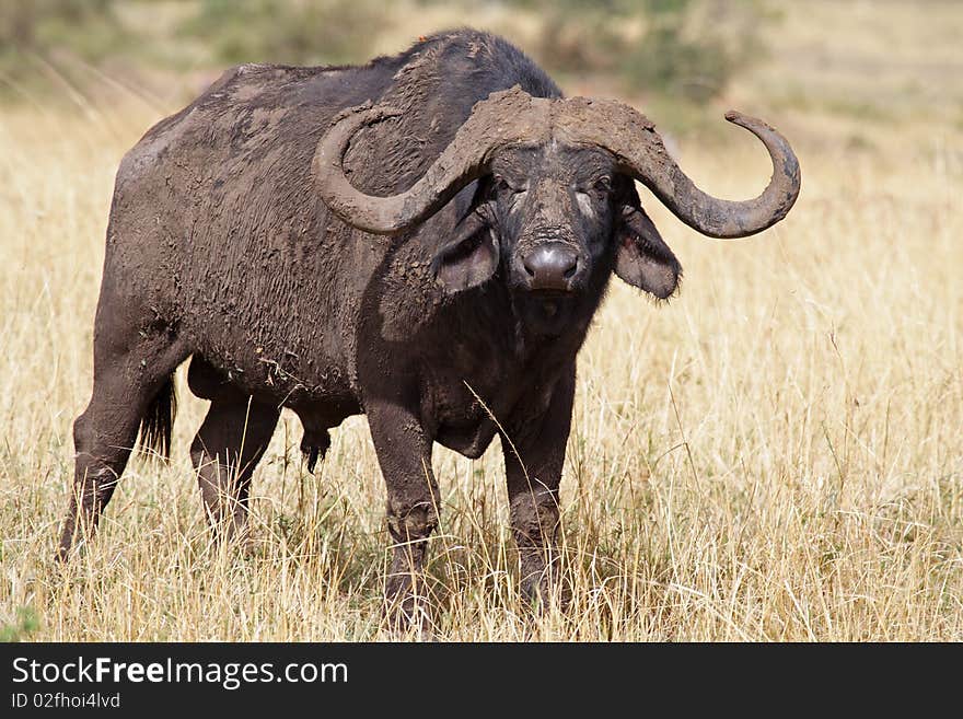 Lone African buffalo bull, Kenya