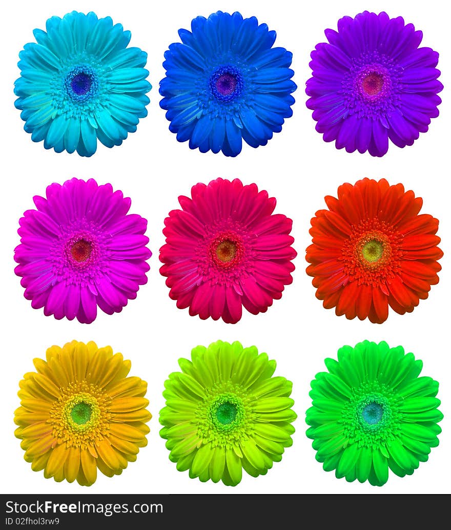 Rainbow set of Gerbera Flowers isolated over white with clipping path. Rainbow set of Gerbera Flowers isolated over white with clipping path