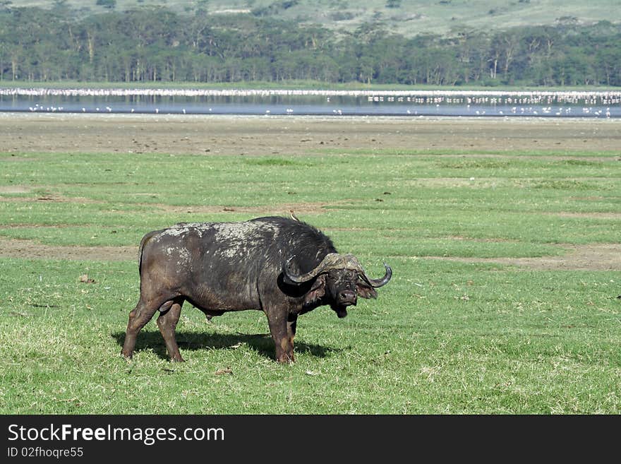 African buffalo in front of flamingo lake, Kenya