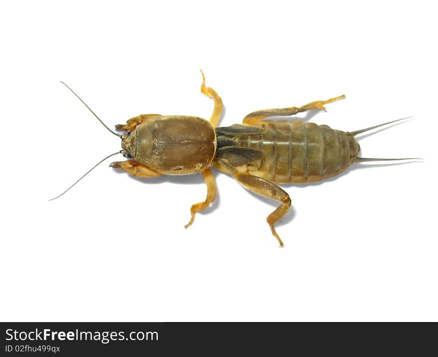 One mole cricket isolated on white background. One mole cricket isolated on white background.