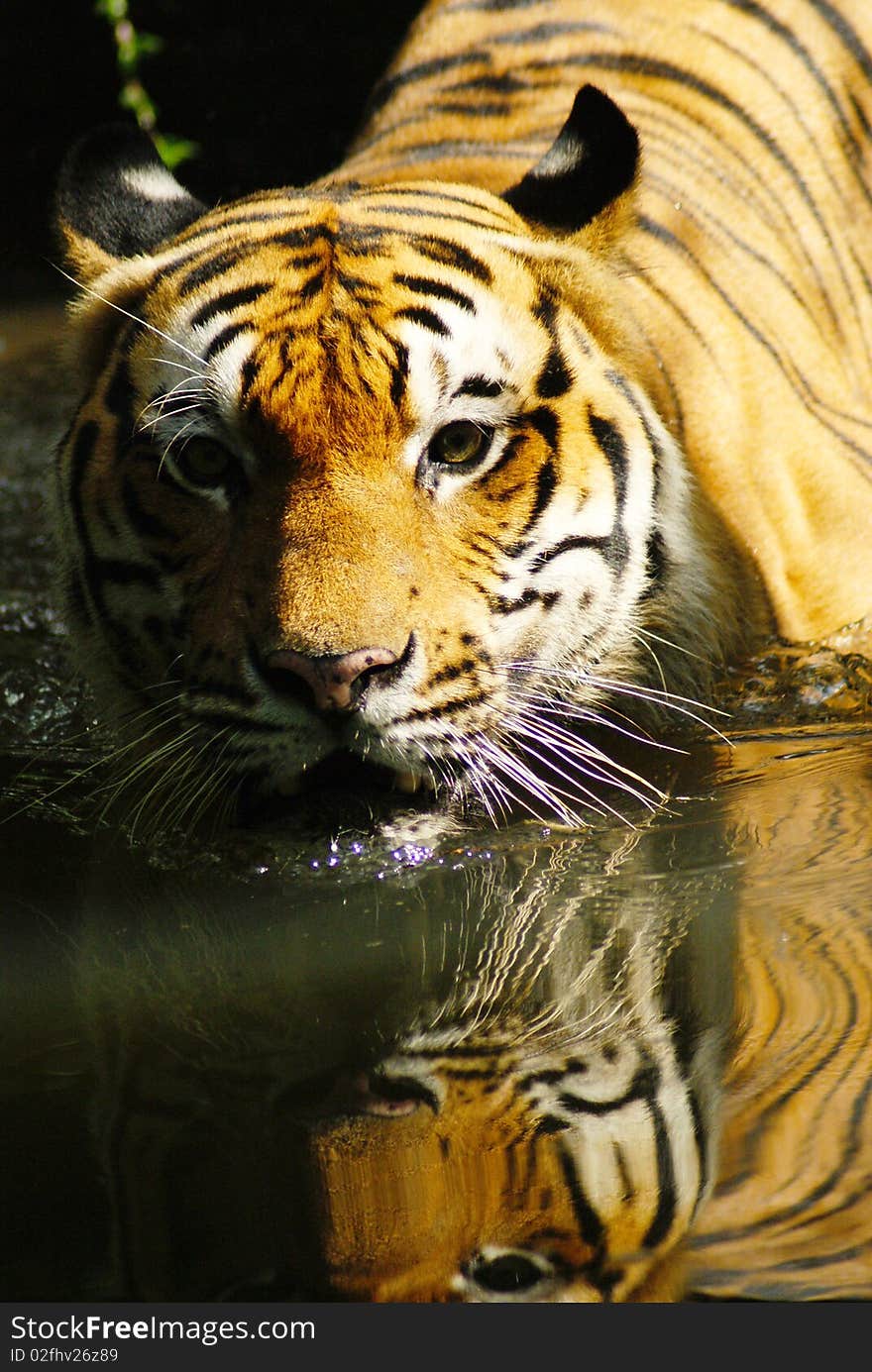 View of a male Sumatra Tiger in National Zoo at Kuala Lumpur