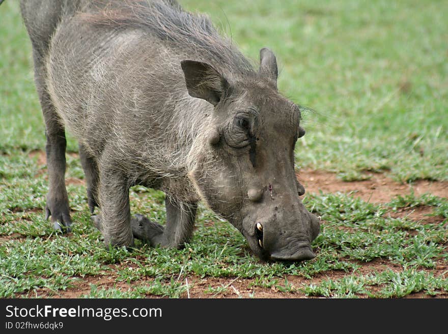 Warthog down on its knees grazing