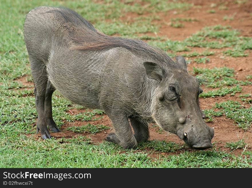 Warthog down on its knees grazing