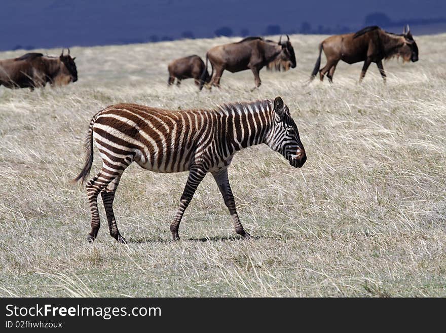 Zebra foal in thundercloud light, Ngorongoro