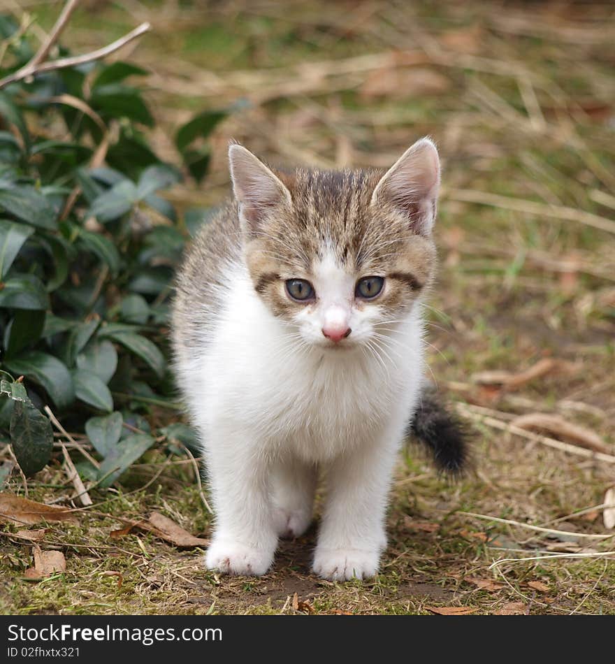 Blue-eyed little kitten in natural environment